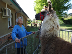 Un lama dans le salon !